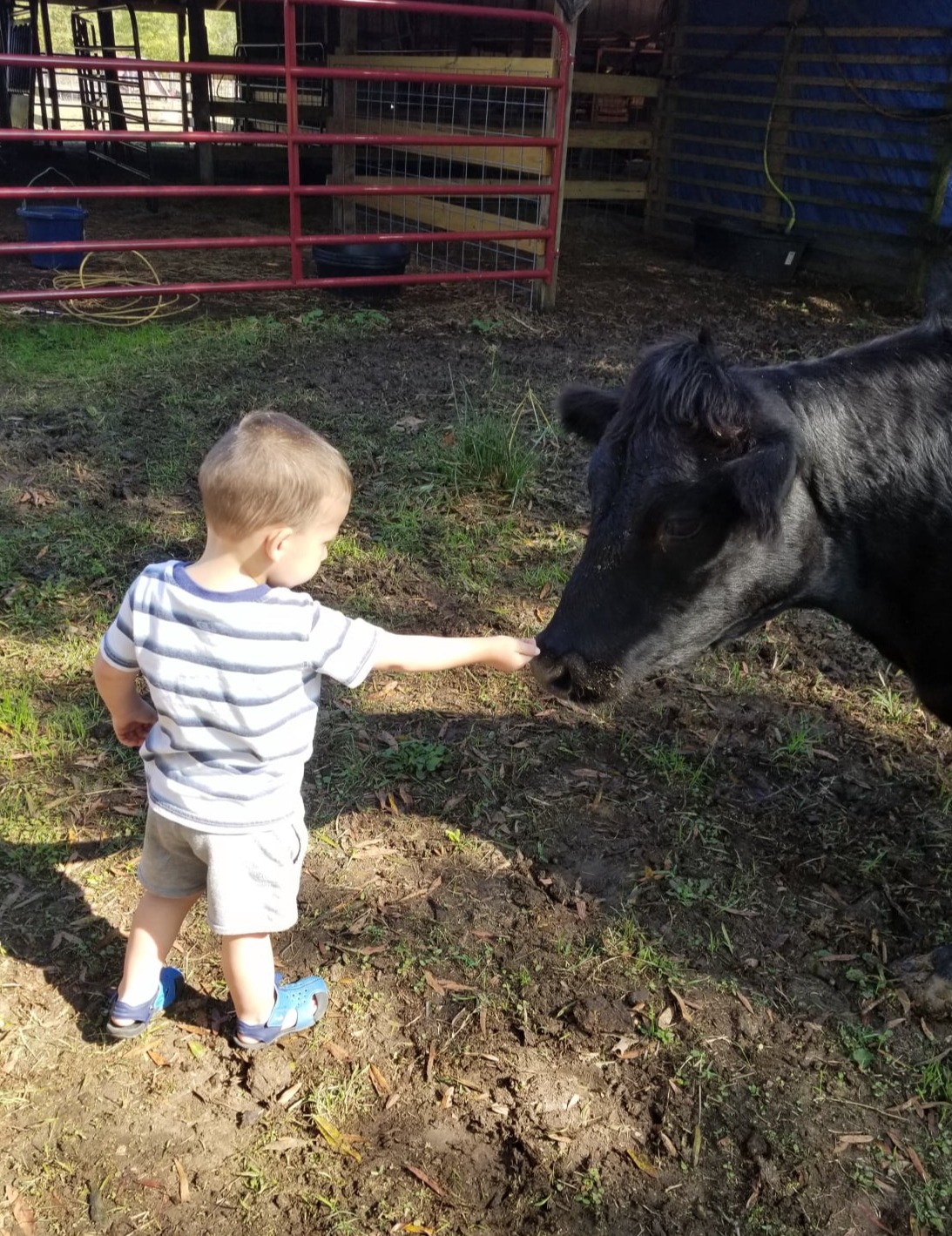 Feeding dexter cow