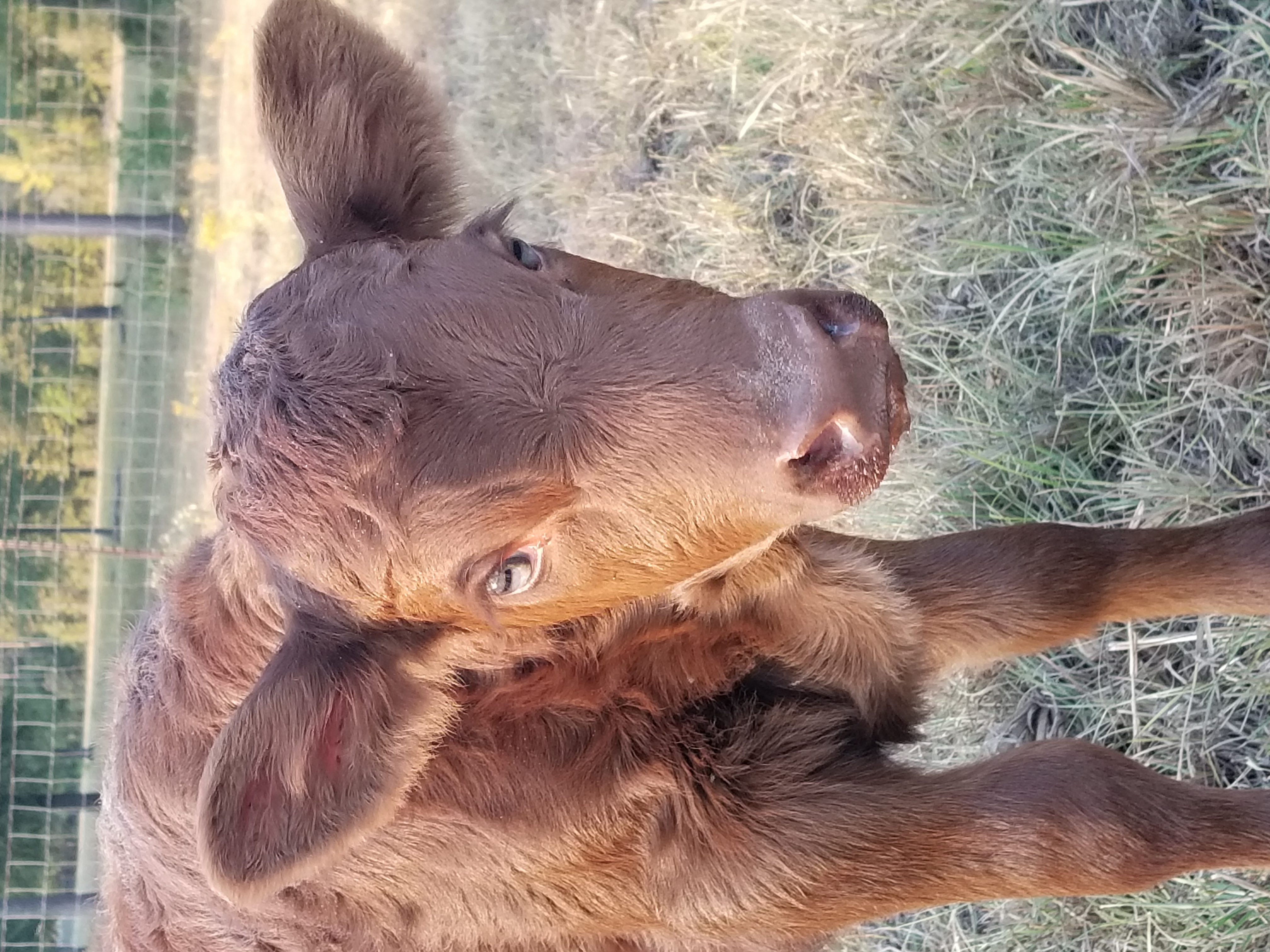 Dexter Cattle Information