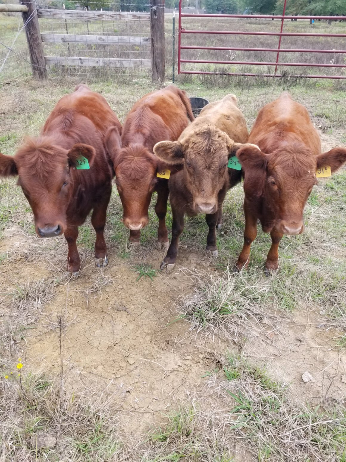 A gang of Dexter calves