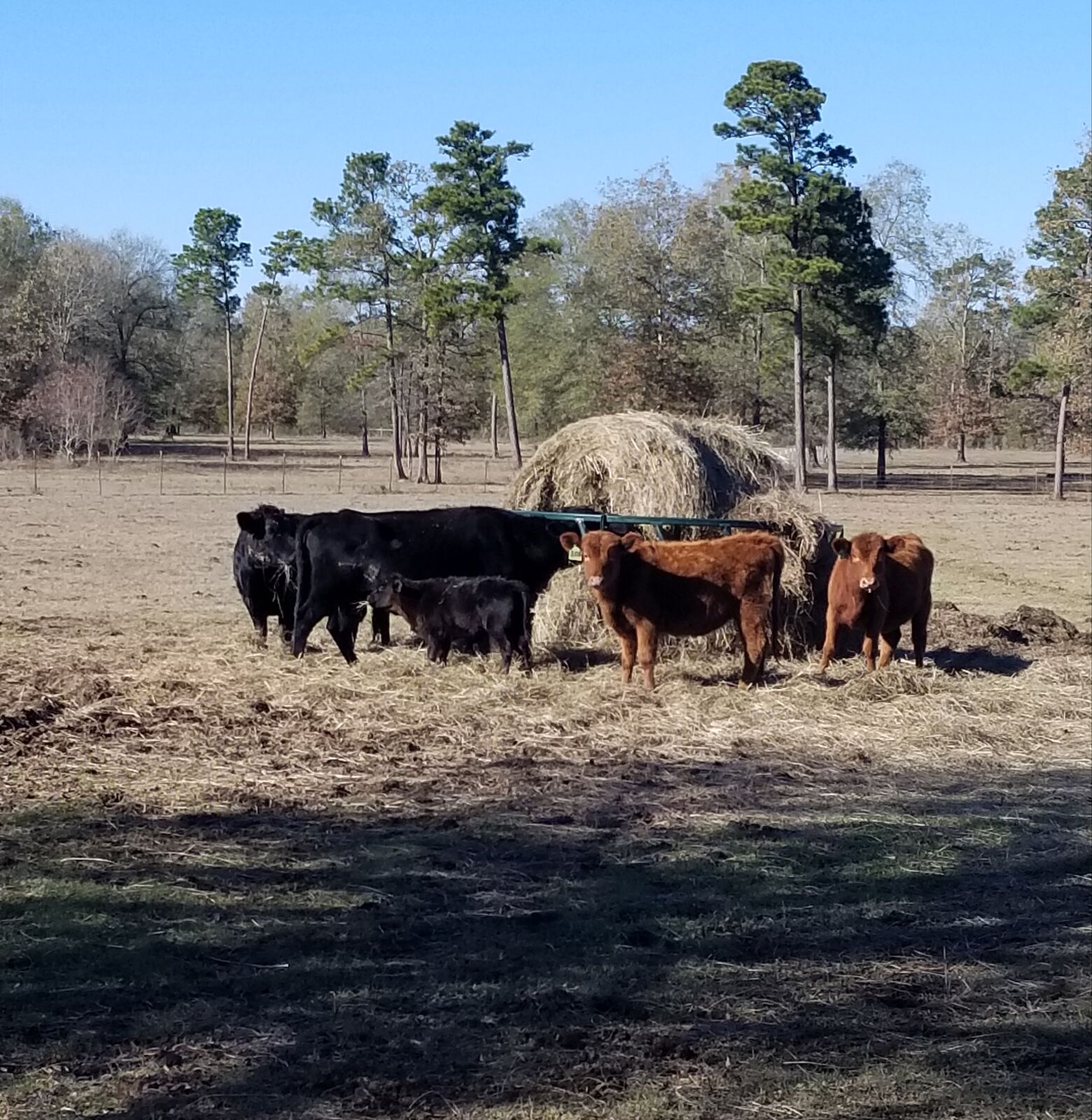 Dexter cows at the hay ring