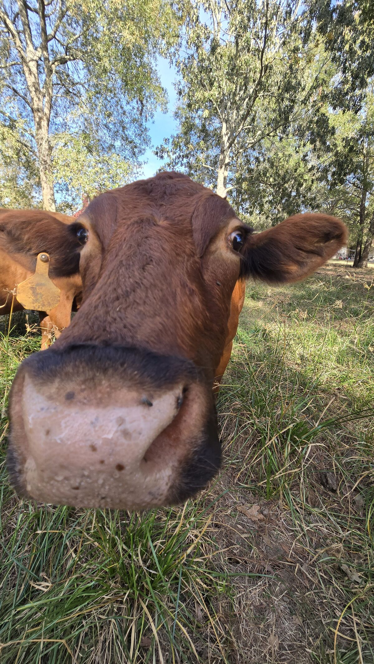 A curious red Dexter cow with her nose right up to the camera